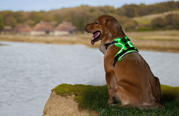  Adjustable Harness Light LED Dog Belt